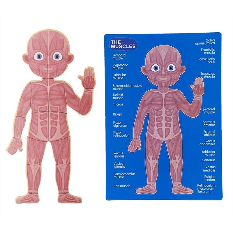 Magnētiskā puzle "Cilvēka anatomija"